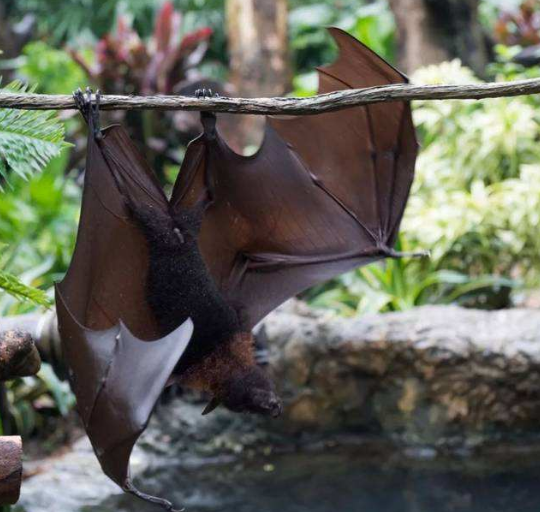 世界上最大的蝙蝠,翼展可以达到2米长,面相更是非常的