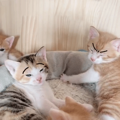 带你三分钟了解小猫是如何从刚出生到活蹦乱跳 母爱是