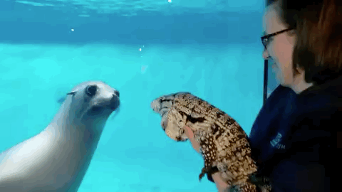 疫情期间动物园没人去,于是它们被放出来了