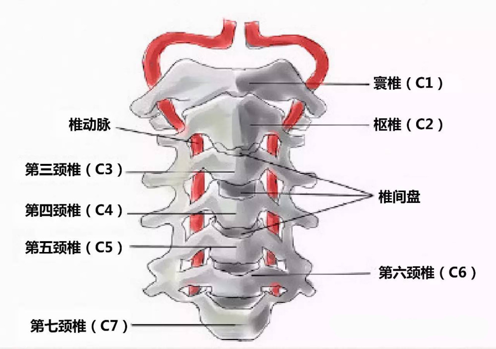 颈椎结构2 c1脊神经: 其前支位于寰椎后弓的椎动脉沟内,于椎动脉的下