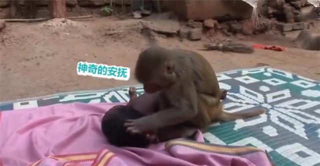 猴子抱着人类小孩不让人靠近,孩子的妈妈不怒反笑,声称这是报恩