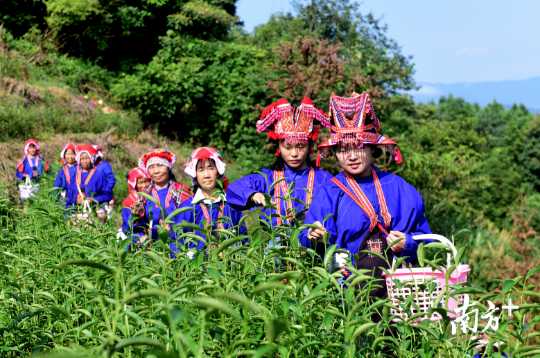 清明茶,贵如金,近日,韶关乳源瑶乡茶园里绿意盎然,茶芽肥硕,瑶山姑娘