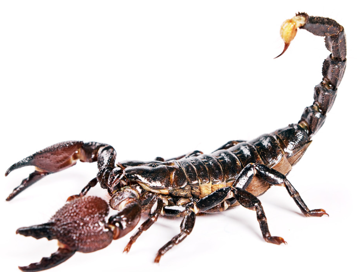 蝎子的祖先是谁?科学家提到一种远古生物,比恐龙还久远