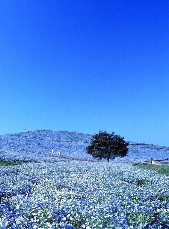 喜林草,蓝色花海,日立海滨公园,春日花海,日本花