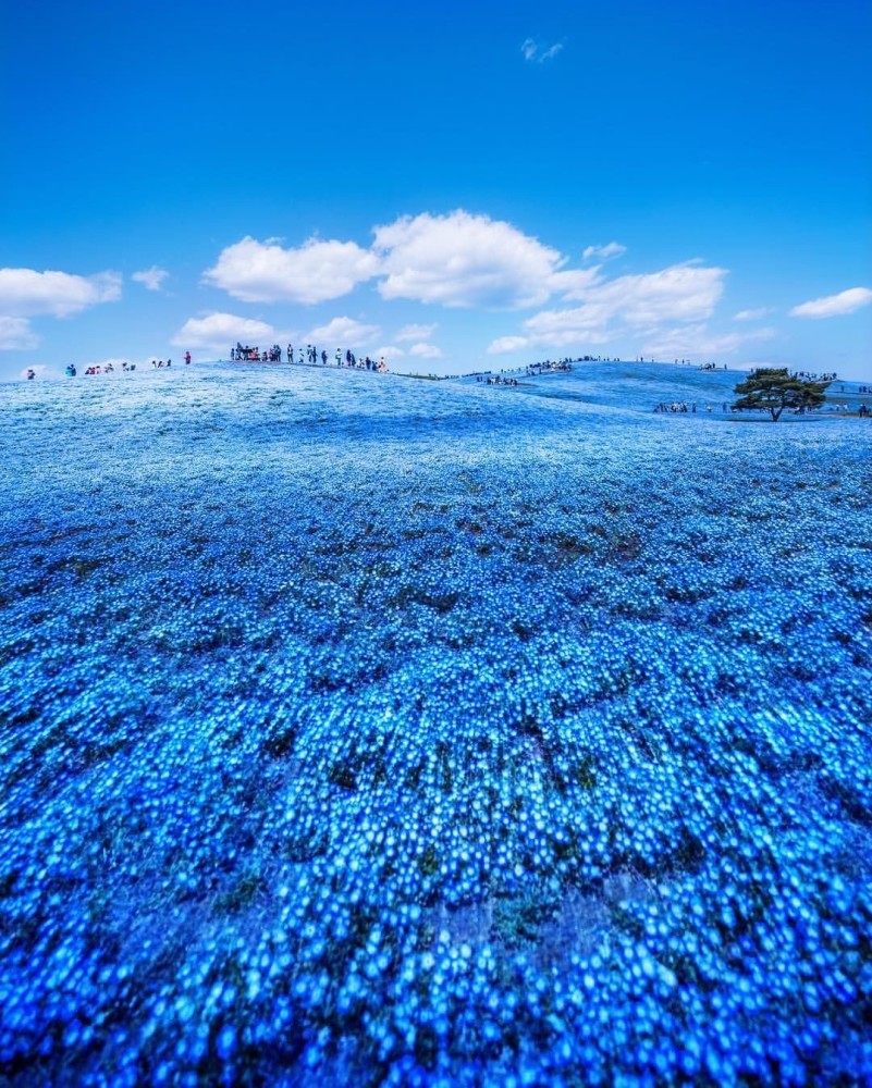 10日立海滨公园:春日喜林草蓝色花海plus