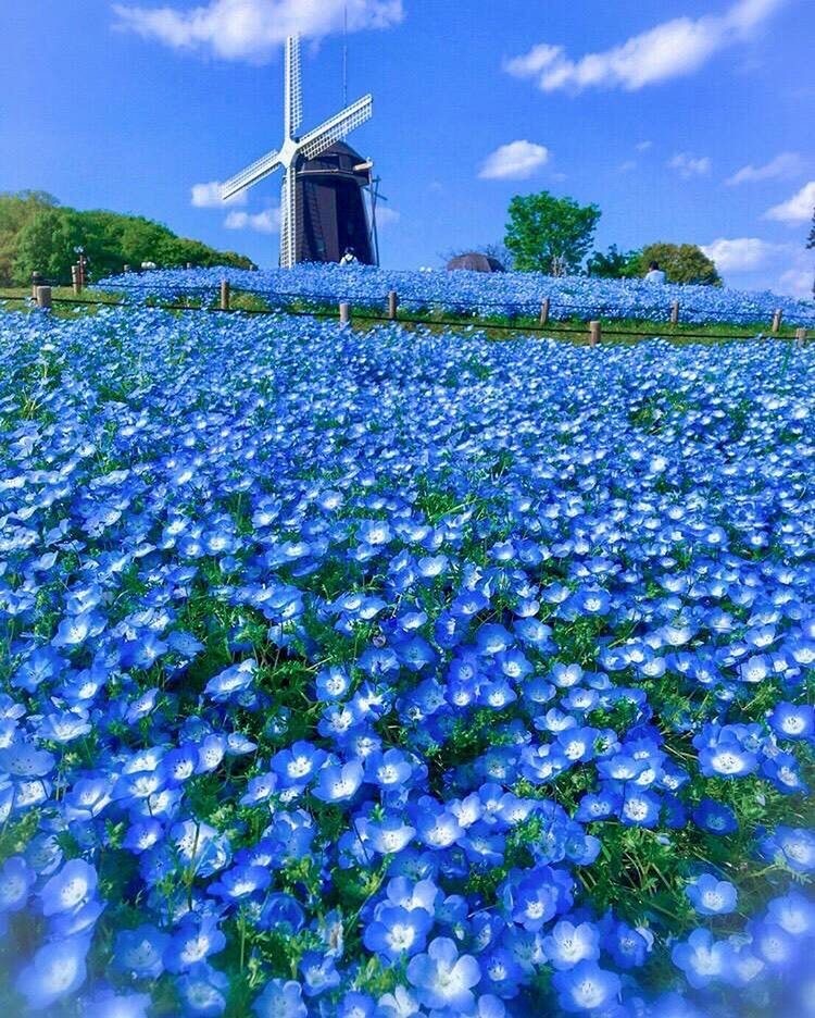喜林草,蓝色花海,日立海滨公园,春日花海,日本花