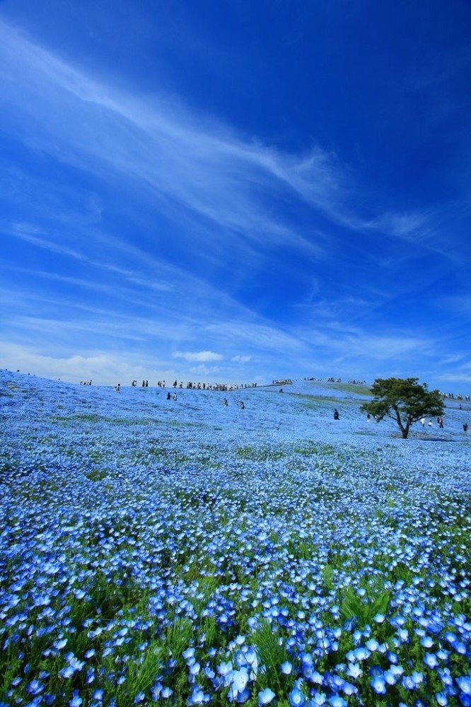 10日立海滨公园:春日喜林草蓝色花海plus