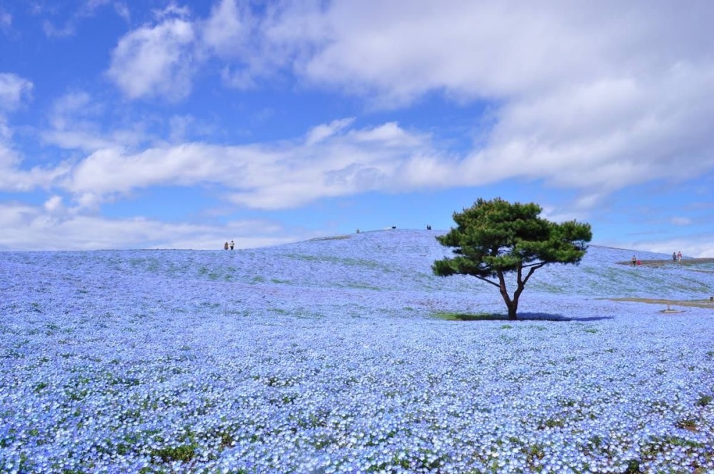 10日立海滨公园:春日喜林草蓝色花海plus