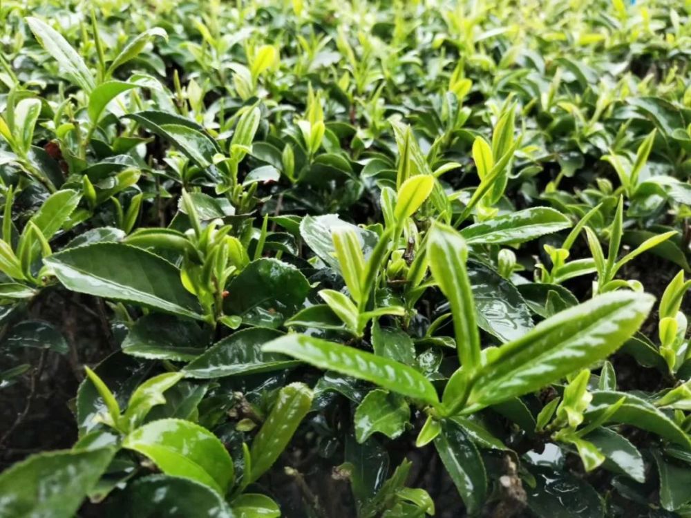 茶园,罗坑镇,茶叶,采茶,仁化县,茶树,红茶,翁源县,始兴县,岩茶