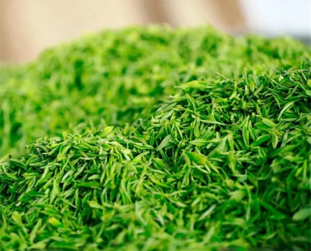 绿茶,虞山,茶叶,碧螺春,春茶,茶树