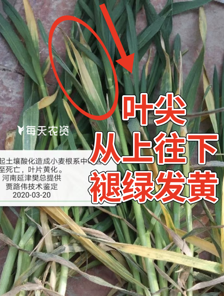土壤中其他元素(例如锌)的活性,降低小麦的综合抗性,引发了小麦霜霉病