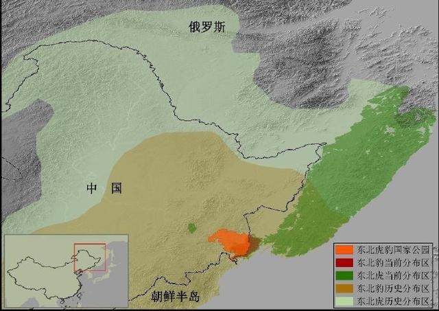 俄国的野生东北虎为什么比我国多?因为50年代时东北的