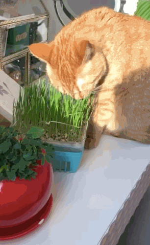 喝最新鲜的水,跑最骚气的酷……猫主子迷惑行为大赏