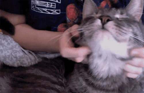 喝最新鲜的水,跑最骚气的酷……猫主子迷惑行为大赏