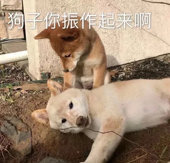 表情包:就不能动一动你那空无一物的脑子