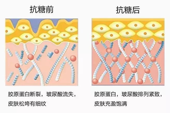 胶原蛋白,真皮层