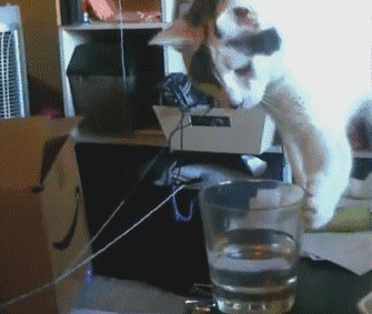 没有什么能挑战猫咪在家的地位╭(╯^╰)╮台灯,圣诞树想要木秀于林?
