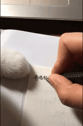 好不容易鼓起勇气开始学习,猫猫就开始用小爪子使劲扒拉,一个字也不让
