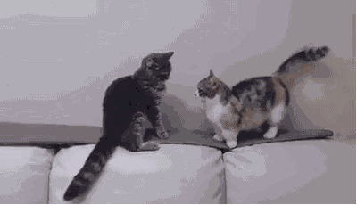 又被猫骗了!避障能力这么强,原来平时打碎东西都是故意的