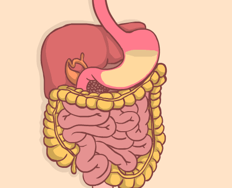 消化系统,肠道