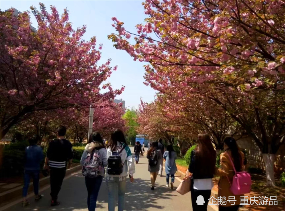 重庆,公园,春天,赏花,美景