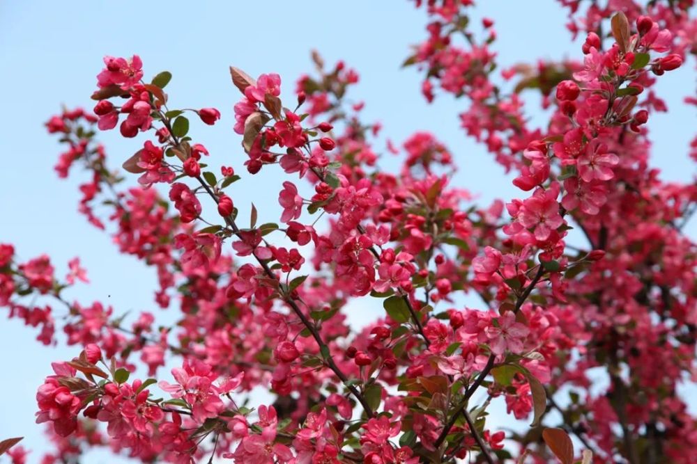 春花最美是海棠