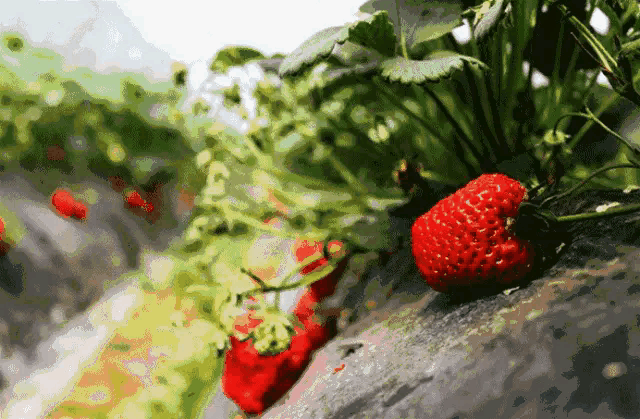 壁纸 矢量 水果 小果 植物 640_419 gif 动态图 动图