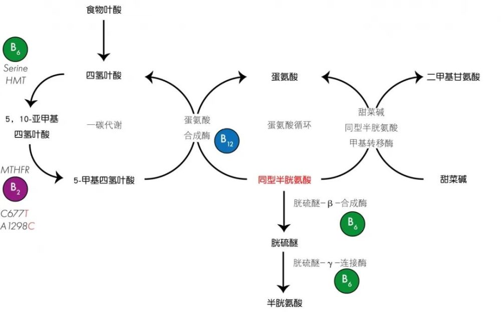 一个非常有趣的事情是,b族维生素在一碳代谢和同型半胱氨酸转化中