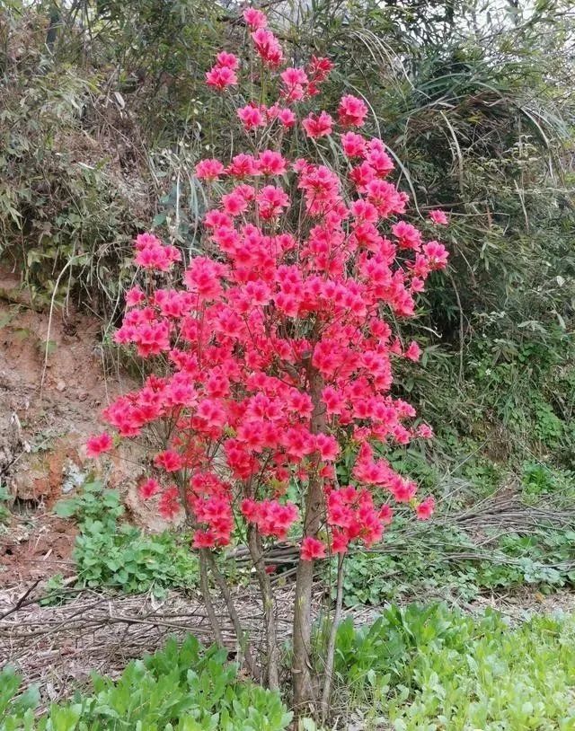 映山红带花移栽,究竟能不能成活?看看我的实例