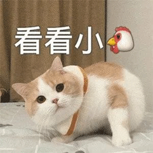 表情包:微信群聊专用