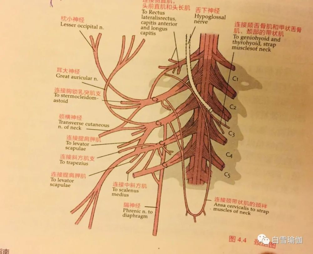 压迫到迷走神经,迷走神经发挥着控制心跳速度的作用,会导致心律不齐