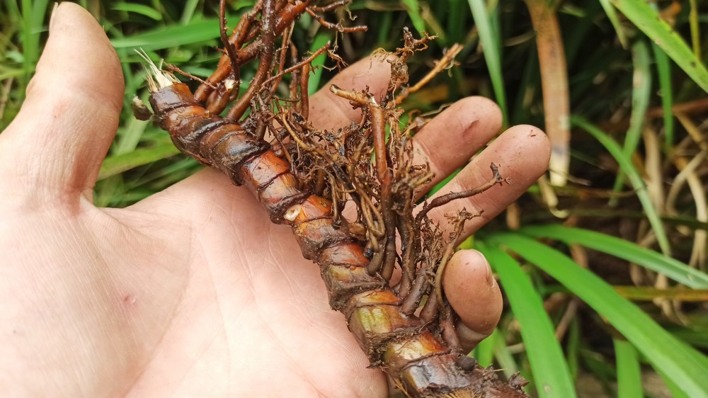 深山溪涧野生石菖蒲