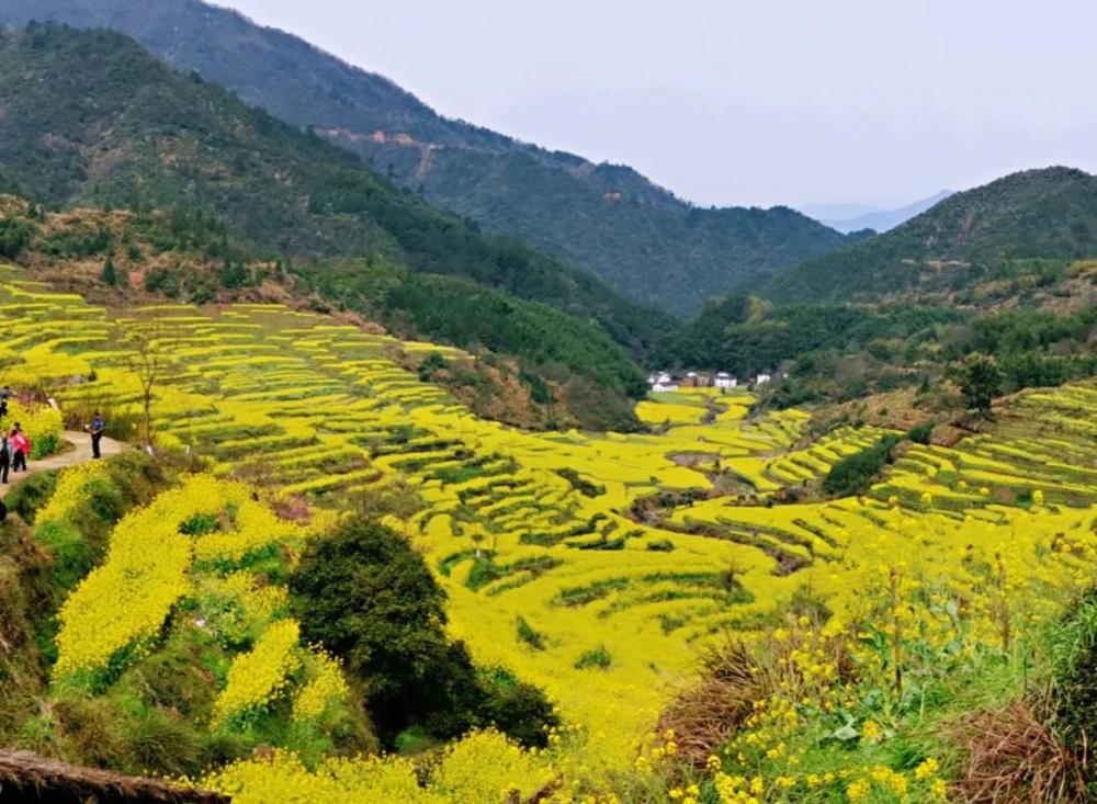 花,旅游,景点推荐,美食,油菜花