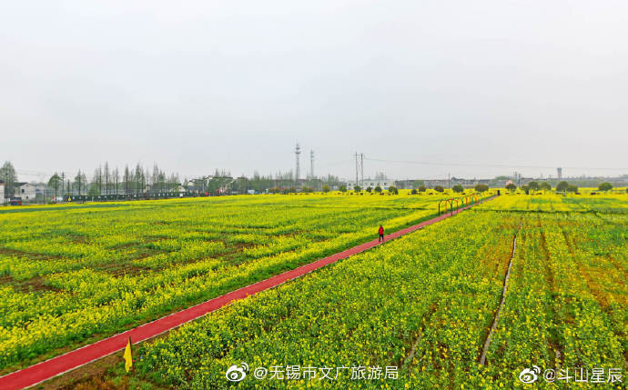 油菜花,严家桥,无锡,春风