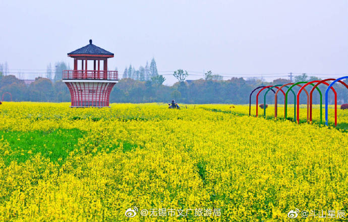 油菜花,严家桥,无锡,春风