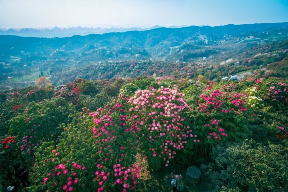 百里杜鹃,杜鹃花,杭瑞高速,景区,毕节,清明节