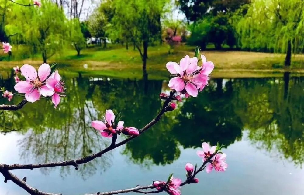 四月抒怀:人间最美四月天,不吝繁花又一春