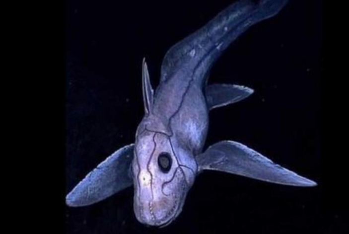 这种鱼被叫做"深海幽灵",也被人们称为"鬼鲛",它的身体如同是利用补丁
