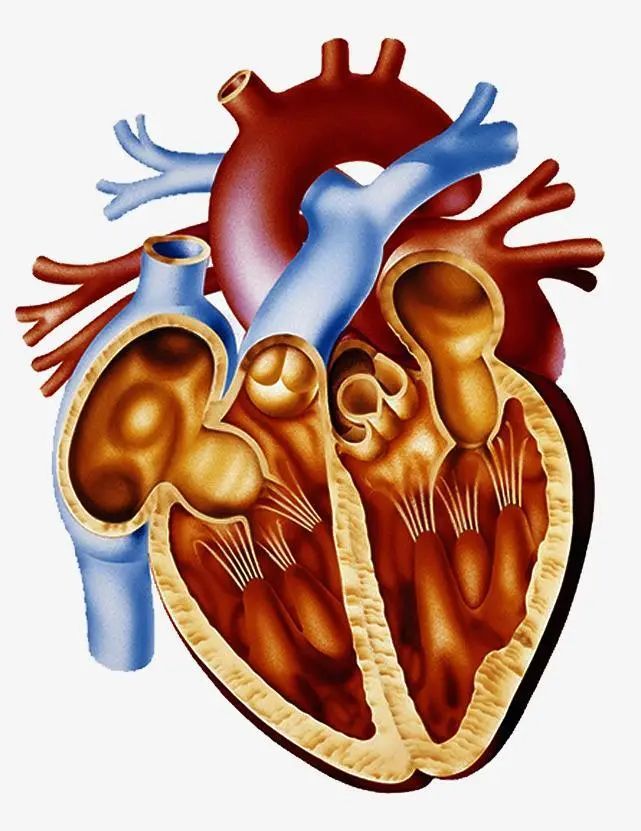 心脏内部结构