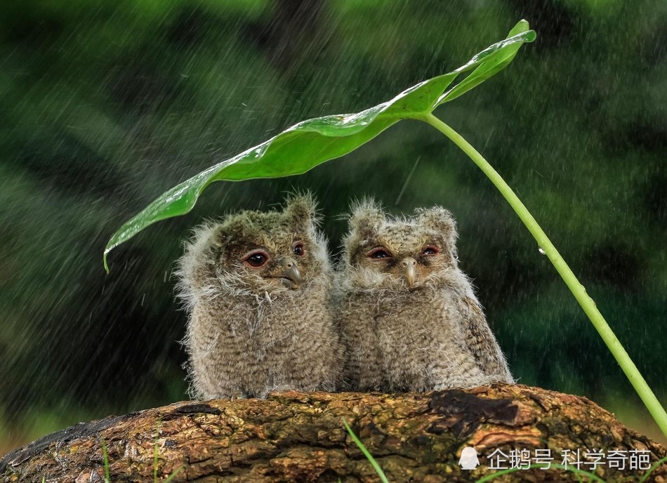 下雨天,小动物也会拿"伞"来遮雨,画面十分有趣