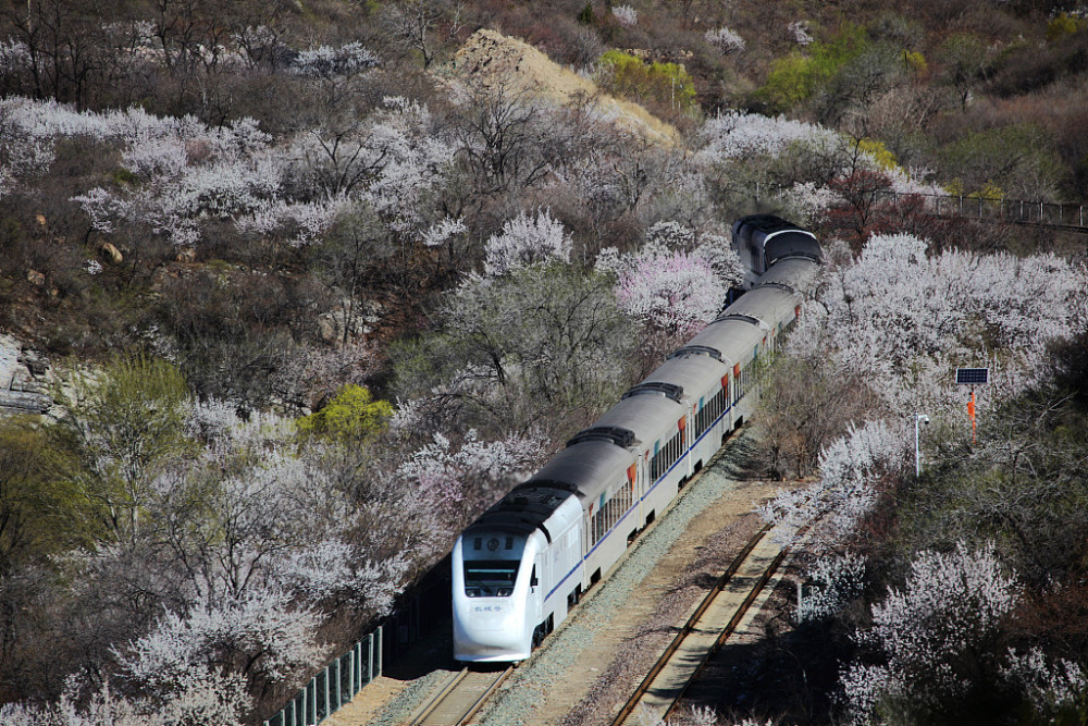 北京:居庸关山桃花绽放 列车穿越花海如画卷