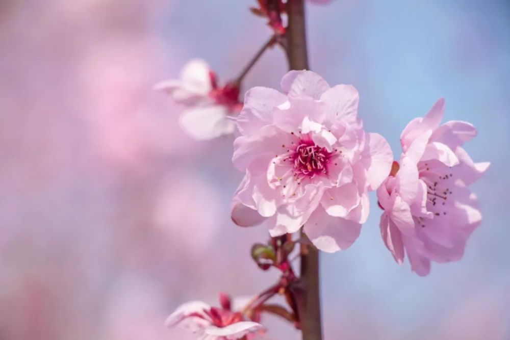 又是一年花开季,最美不过海棠花,摄影作品欣赏学习