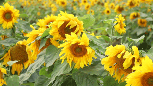 藏不住了!泉州上万株向日葵花海免费打卡,市区30分钟直达!