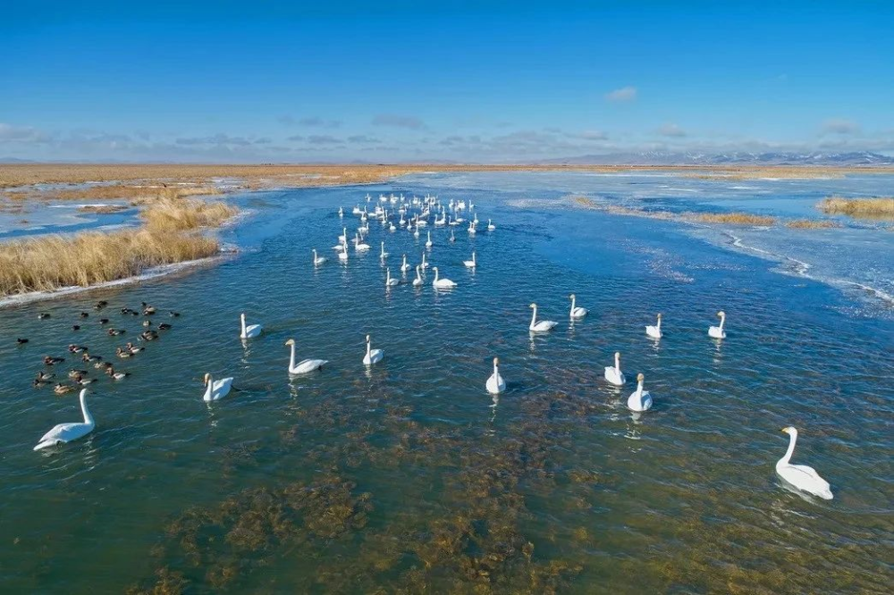 湿地,额尔古纳湿地,若尔盖湿地,辽河三角洲