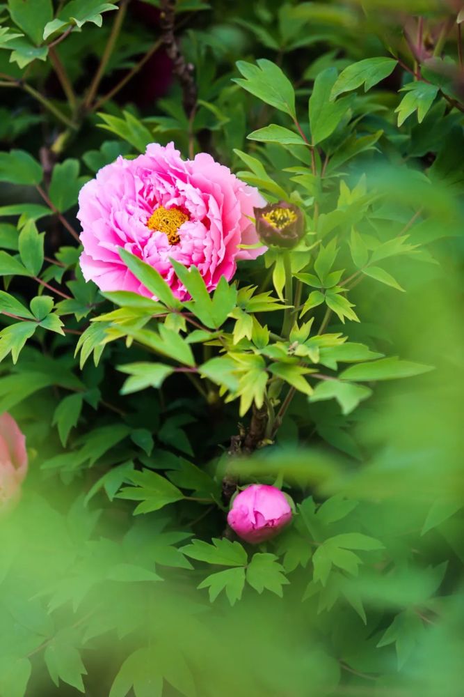 云赏校花:芍药牡丹花开富贵 姹紫嫣红满园春色