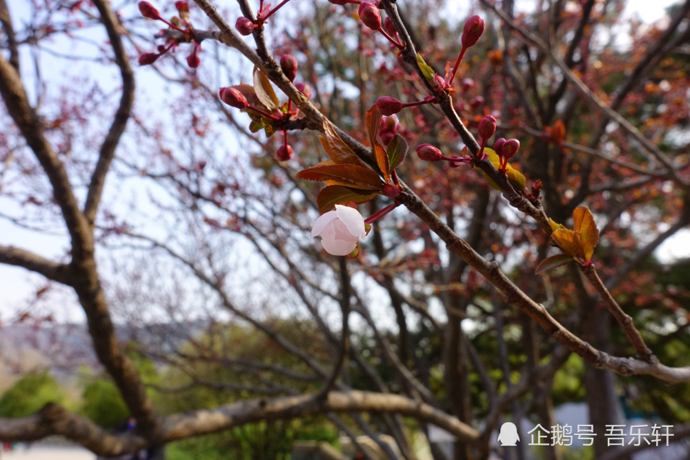 但这是紫叶李,边开花边长叶,花朵小小的,色冷色淡,远雪近花