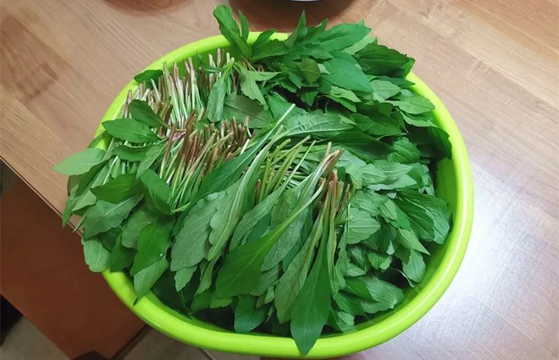 马头兰图片 腾讯网