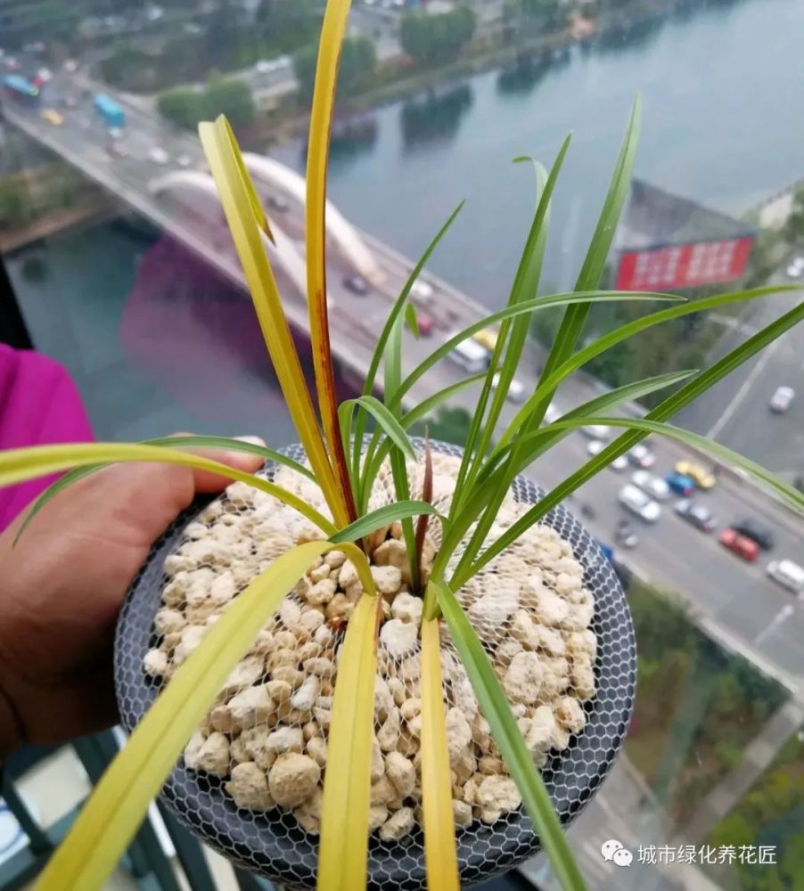 上盆一个月的兰花叶片一直发黄脱落,是正常兰花退草还是根腐病?