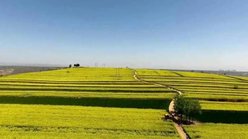 油菜花海,油菜花,宝鸡,西府老街,金台区