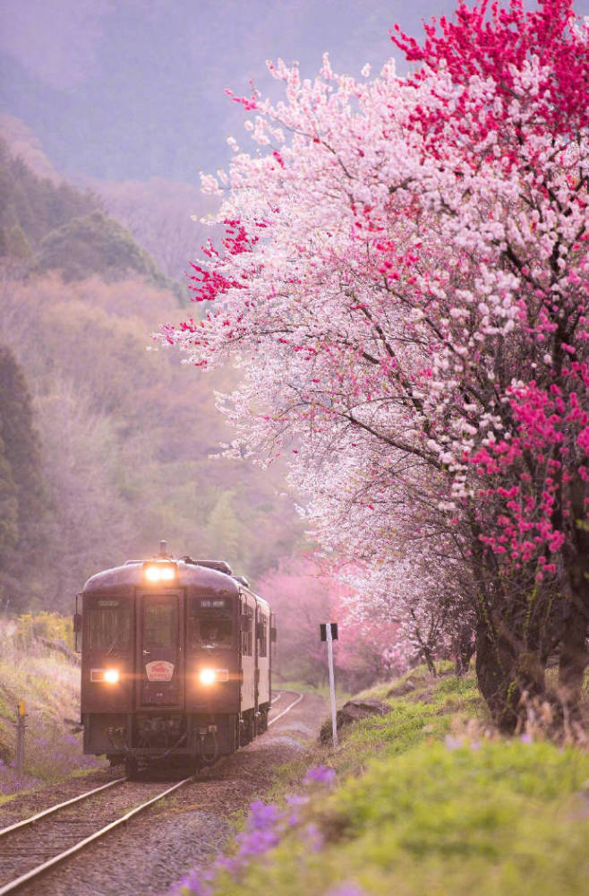 山花烂漫的粉色季·坐上开往春天的火车去旅行